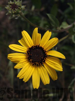 BushSunflower
