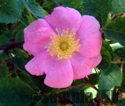 CaliforniaWildRose
