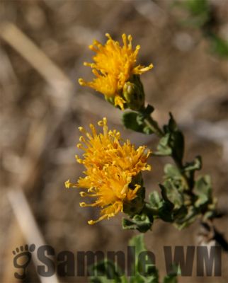 Goldenbush_002_small
