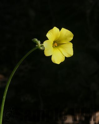 Oxalis
