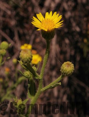 TelegraphWeed_01
